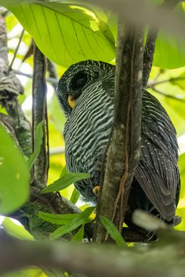 Black-banded Owl - Zwartgestreepte Bosuil - Chouette huhul