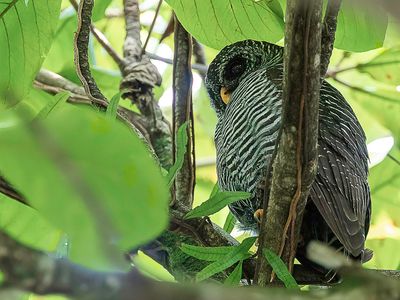 Black-banded Owl - Zwartgestreepte Bosuil - Chouette huhul