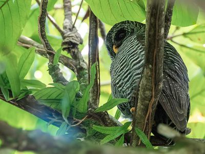 Black-banded Owl - Zwartgestreepte Bosuil - Chouette huhul