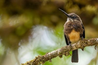 Brown Jacamar - Bruinkeelglansvogel - Jacamar brun