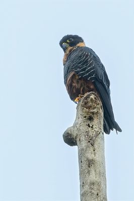 Bat Falcon - Vleermuisvalk - Faucon des chauves-souris
