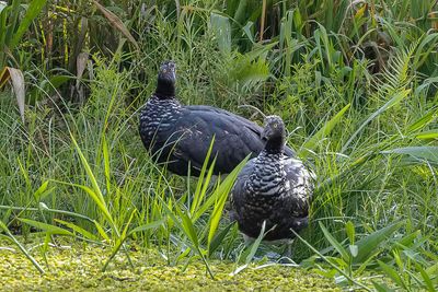 Horned Screamer - Anioema - Kamichi cornu