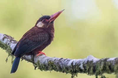 White-eared Jacamar - Kortstaartglansvogel - Jacamar oreillard