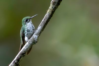 White-booted Racket-tail - Vlagstaartwitpluimbroekje - Haut-de-chausses à palettes (f)