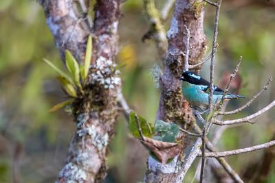 Blue-browed Tanager - Zilverbrauwtangare - Calliste à sourcils bleus