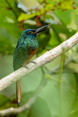 Coppery-chested Jacamar - Koperborstglansvogel - Jacamar des Andes (m)