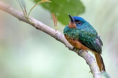 Coppery-chested Jacamar - Koperborstglansvogel - Jacamar des Andes (f)