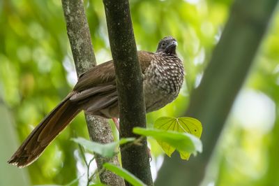 Speckled Chachalaca - Gevlekte Chachalaca - Ortalide maillée