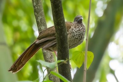 Speckled Chachalaca - Gevlekte Chachalaca - Ortalide maillée