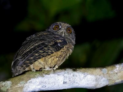 Tawny-bellied Screech Owl - Donkerbruine Schreeuwuil - Petit-duc de Watson