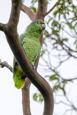 Mealy Amazon - Grote Amazone - Amazone poudrée