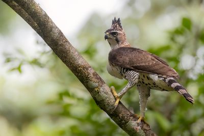 Ornate Hawk-Eagle - Bonte Kuifarend - Aigle orné