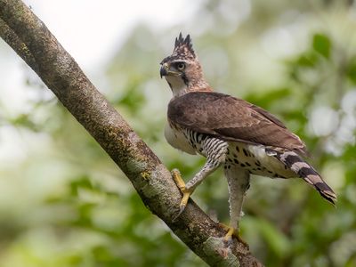 Ornate Hawk-Eagle - Bonte Kuifarend - Aigle orn