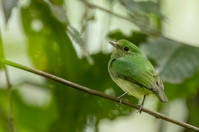 Blue-capped Manakin - Blauwkruinmanakin - Manakin à tête bleue (f)