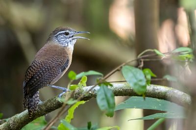Buff-breasted Wren - Witoorwinterkoning - Troglodyte à face pâle