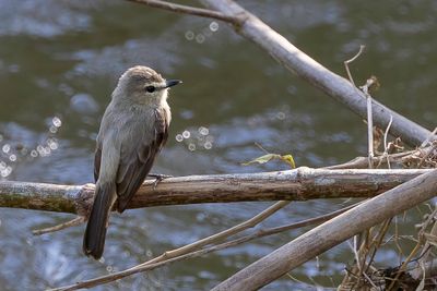 Drab Water Tyrant - Vale Tapuittiran - Moucherolle riverain