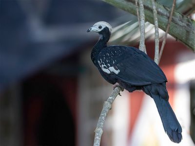 Blue-throated Piping Guan - Blauwkeelgoean - Pénélope à gorge bleue