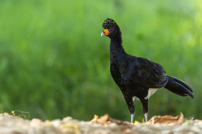 Black Curassow - Zwarte Hokko - Hocco alector