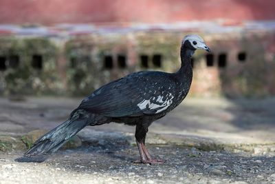 Blue-throated Piping Guan - Blauwkeelgoean - Pnlope  gorge bleue