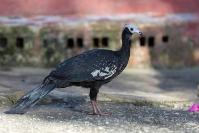 Blue-throated Piping Guan - Blauwkeelgoean - Pénélope à gorge bleue