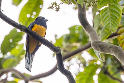 Amazonian Trogon - Amazonetrogon - Trogon d'Amazonie