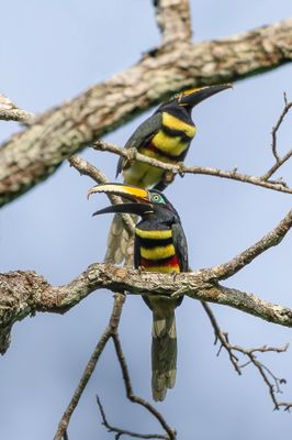 Many-banded Aracari - Dubbelbandarassari - Araçari multibande