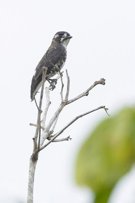 White-browed Purpletuft - Witkeeldwergcotinga - Cotinga d'Isabelle
