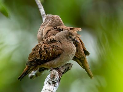 Ruddy Ground Dove - Steenduif - Colombe rousse