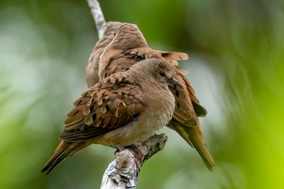 Ruddy Ground Dove - Steenduif - Colombe rousse