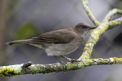 Black-billed Thrush - Zwartsnavellijster - Merle à bec noir