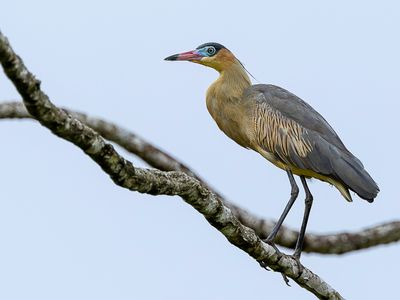 Whistling Heron - Fluitreiger - Hron flte-du-soleil