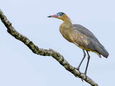 Whistling Heron - Fluitreiger - Héron flûte-du-soleil