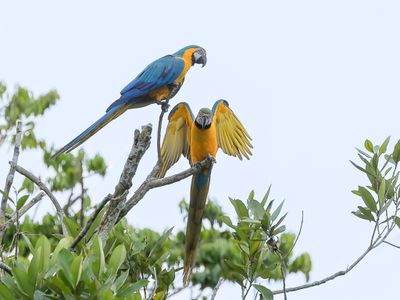 Blue-and-yellow Macaw - Blauw-gele Ara - Ara bleu