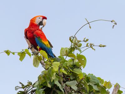 Scarlet Macaw - Geelvleugelara - Ara rouge