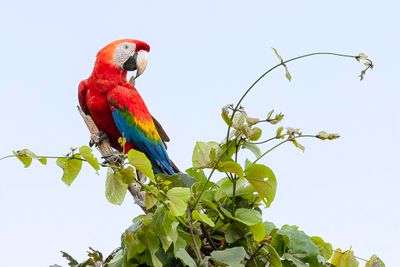 Scarlet Macaw - Geelvleugelara - Ara rouge