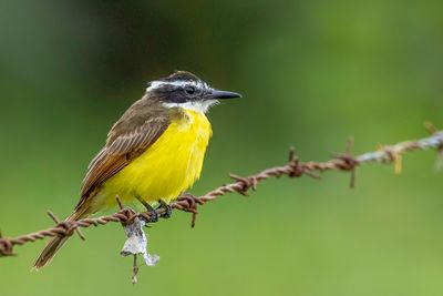 Lesser Kiskadee - Kleine Kiskadie - Tyran licteur