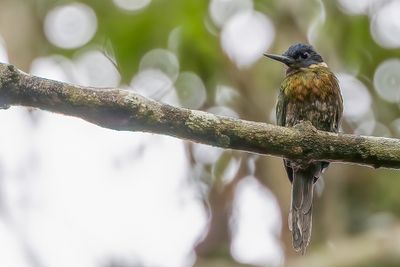 Purplish Jacamar - Purperglansvogel - Jacamar violacé