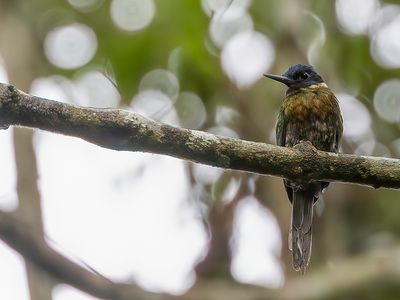 Purplish Jacamar - Purperglansvogel - Jacamar violac