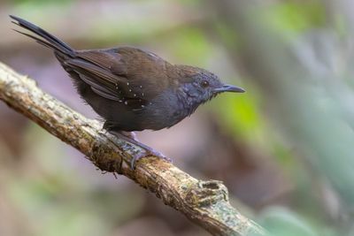 Black-throated Antbird - Zwartkeelmiervogel - Alapi de Buffon (m)