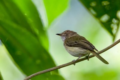 Helmeted Pygmy Tyrant - Helmdwergtiran - Microtyran casqué