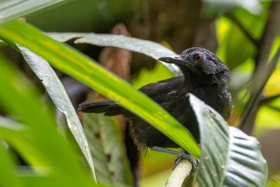 White-shouldered Antbird - Witschoudermiervogel - Alapi à épaules blanches (m)