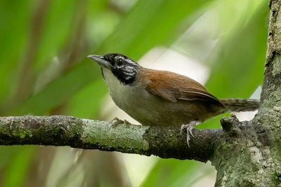Coraya Wren - Corayawinterkoning - Troglodyte coraya