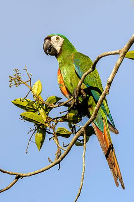 Chestnut-fronted Macaw - Dwergara - Ara vert