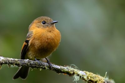 Cinnamon Flycatcher. - Kaneeltiran - Moucherolle cannelle