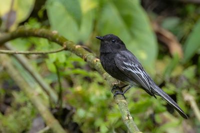 Black Phoebe - Zwarte Phoebe - Moucherolle noir