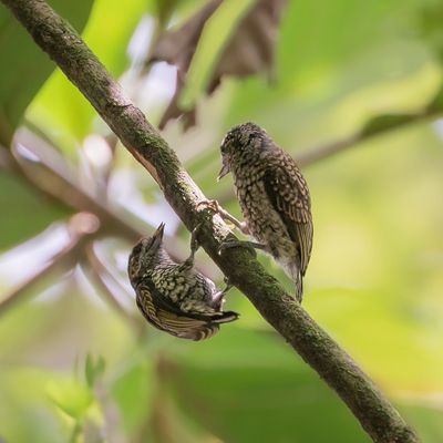 Scaled Piculet - Geschubde Dwergspecht - Picumne squamulé