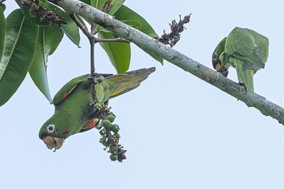 White-eyed Parakeet - Witoogaratinga - Conure pavouane