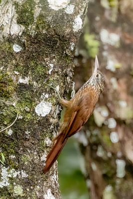 Straight-billed Woodcreeper - Priemsnavelmuisspecht - Grimpar talapiot