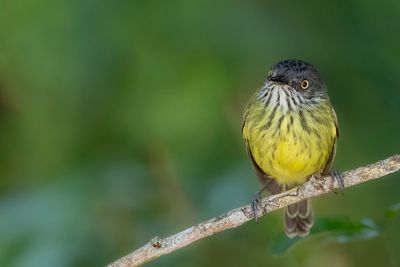 Spotted Tody-Flycatcher - Gevlekte Schoffelsnavel - Todirostre tacheté