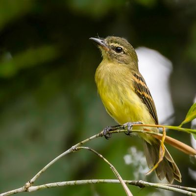 Large-headed Flatbill - Wenkbrauwbreedbektiran - Tyran mégacéphale
